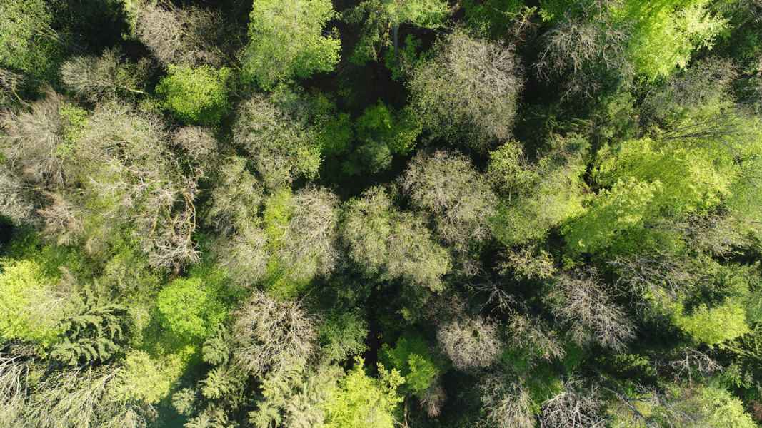 Frühling im Wald
